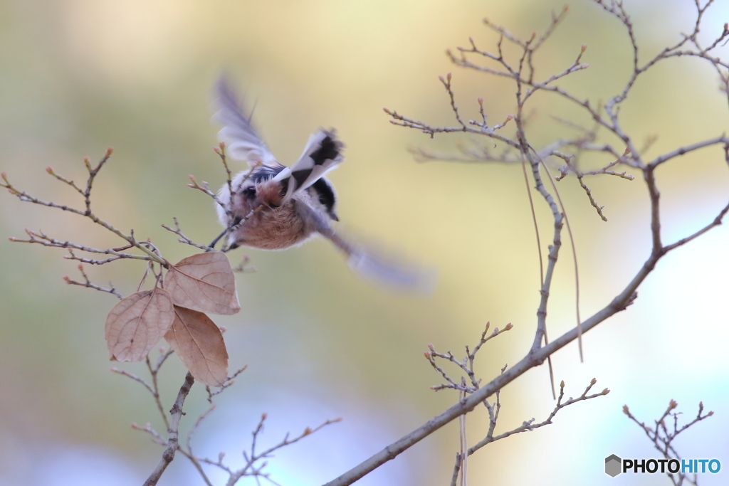 京都御苑の野鳥 エナガ‐1