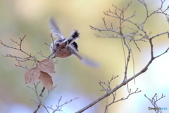 京都御苑の野鳥 エナガ‐1