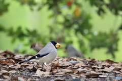 京都御苑の野鳥 イカル‐1