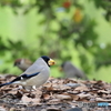 京都御苑の野鳥 イカル‐1