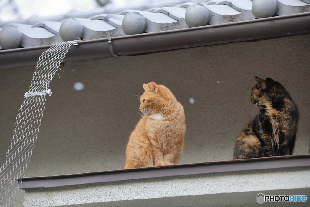 京都御苑の猫-5