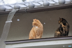 京都御苑の猫-5