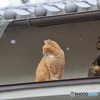 京都御苑の猫-5
