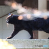 京都御苑の猫-2