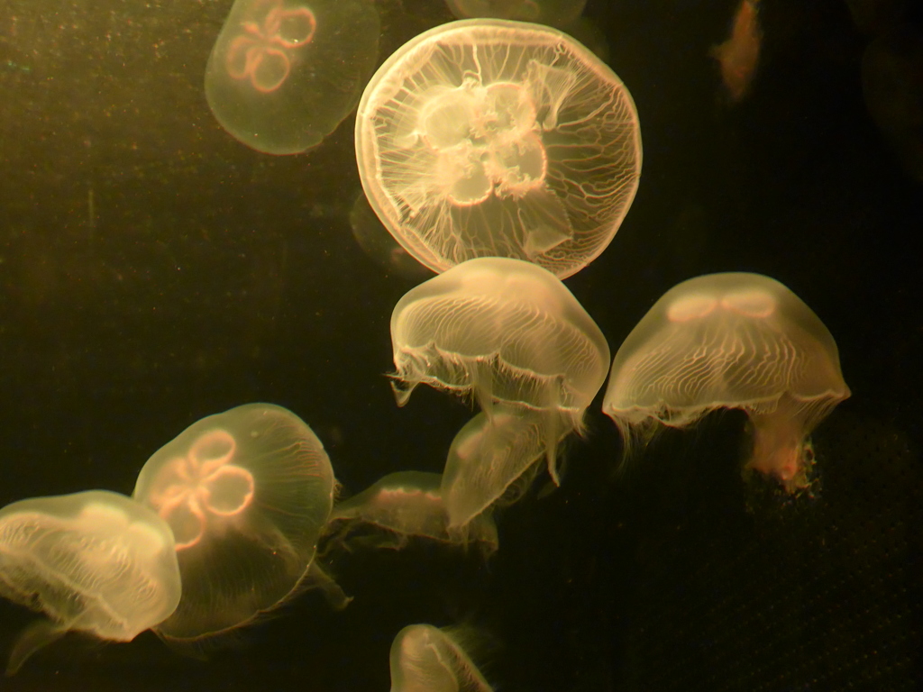 P1090660　水族館にて