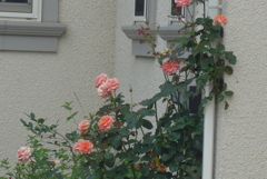 P1240220　バラの咲くおうち