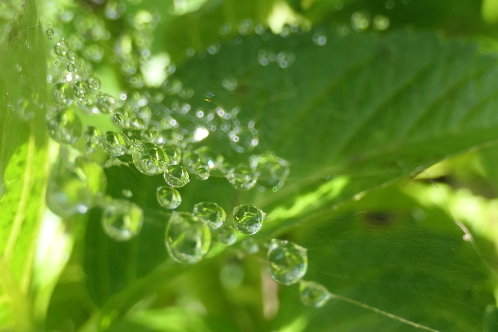 P1069003　蜘蛛の糸と雫