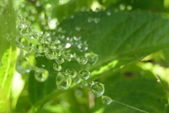 P1069003　蜘蛛の糸と雫