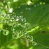 P1069003　蜘蛛の糸と雫