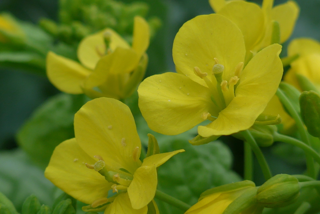 P1260298　小さな幸せ（花言葉）