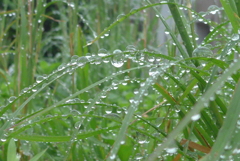 P1310507　雨上がり