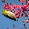 P1023303　メジロさんと♪