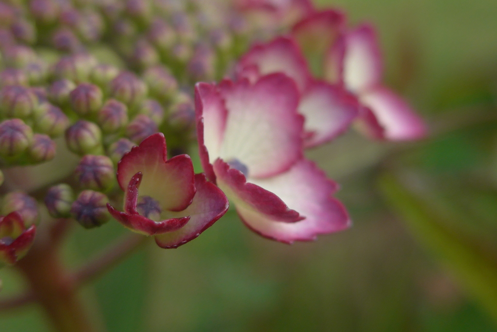 P1220815　かわいいアジサイ