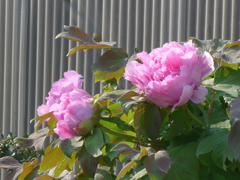 P1140589　牡丹