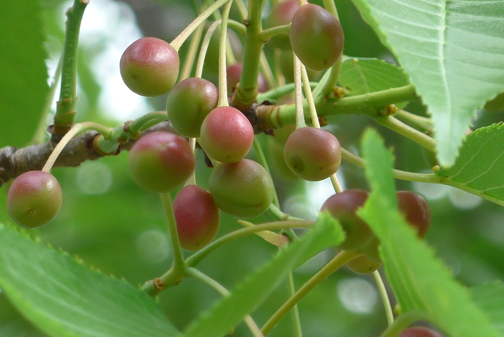 P1220440　桜の実