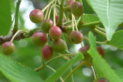 P1220440　桜の実