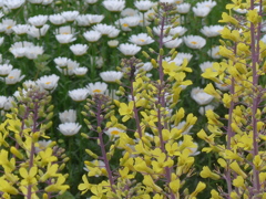 P1140930　ノースポールとハボタンの花