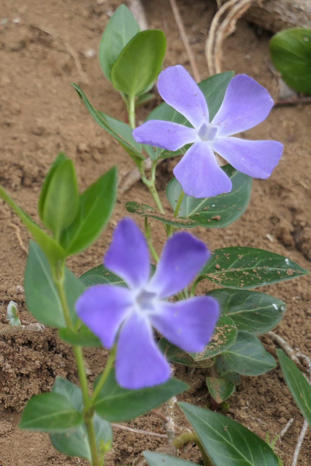 P1035394　優しい思い出（花言葉）