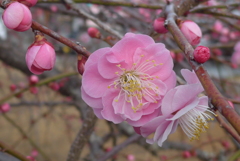 P1370438　しだれ梅