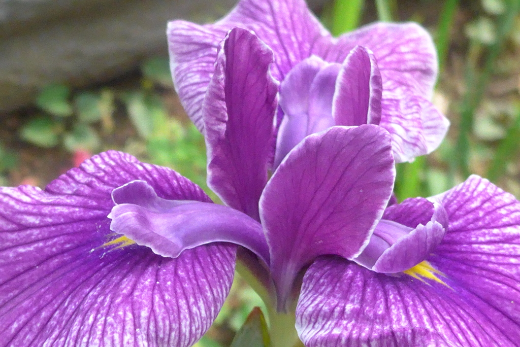 P1230265　花菖蒲