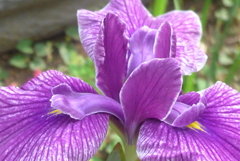 P1230265　花菖蒲