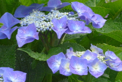 P1230485　あじさい