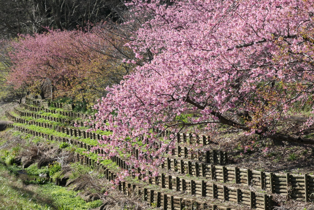 P1035165　春の公園