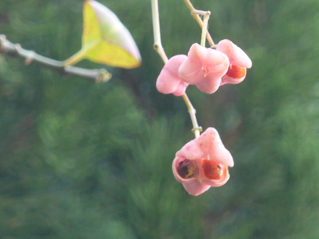 P1130042　かわいいアクセサリー