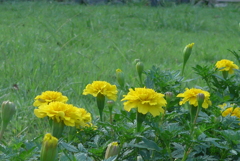 P1280350　いつもの公園で