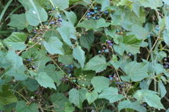 P1000028　ノブドウ