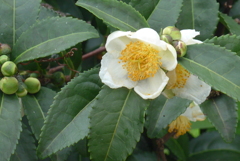 P1310524　お茶の花