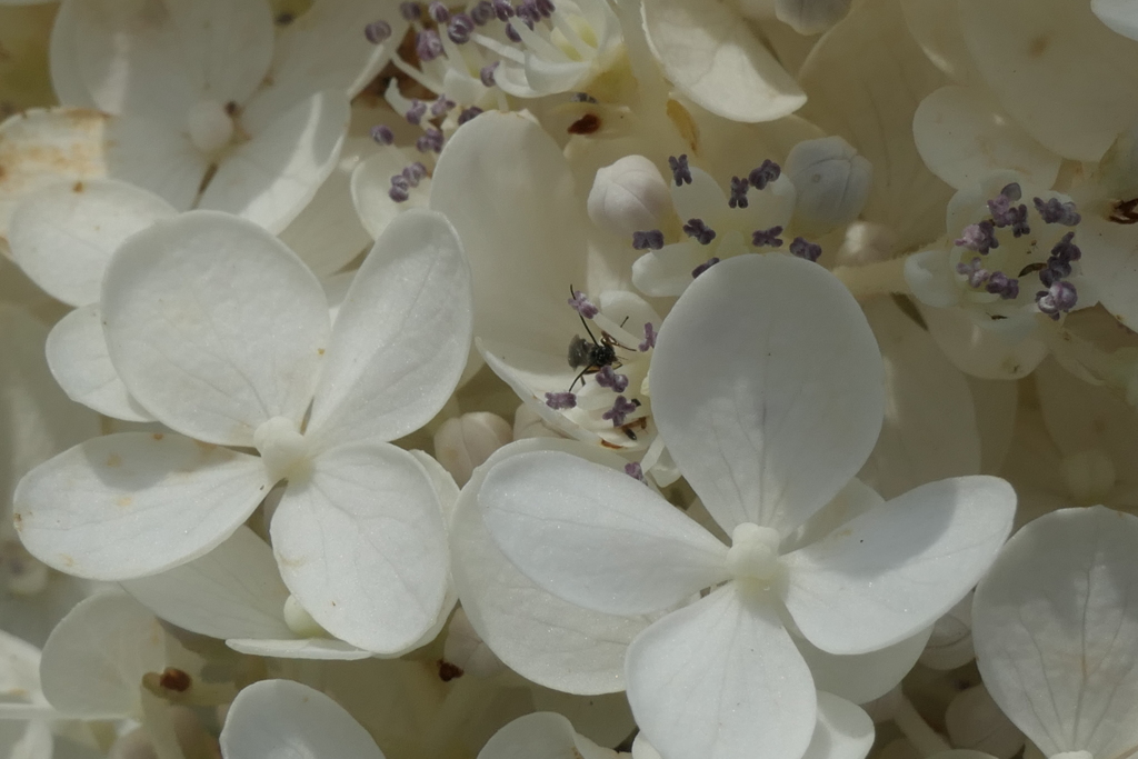 P1024232　ノリウツギ