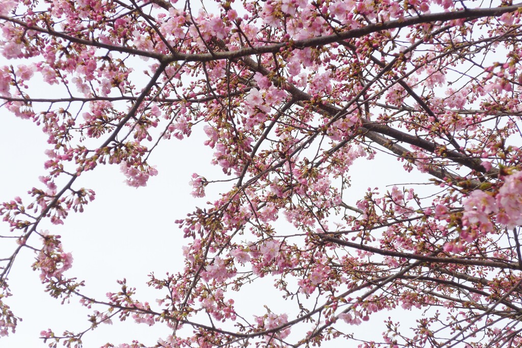 P1320136 (2)　河津桜