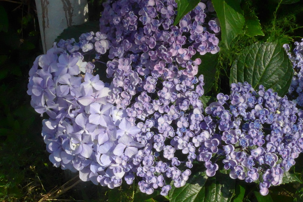 P1230362　オタフクアジサイ