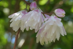 P1068519　サラサウツギ