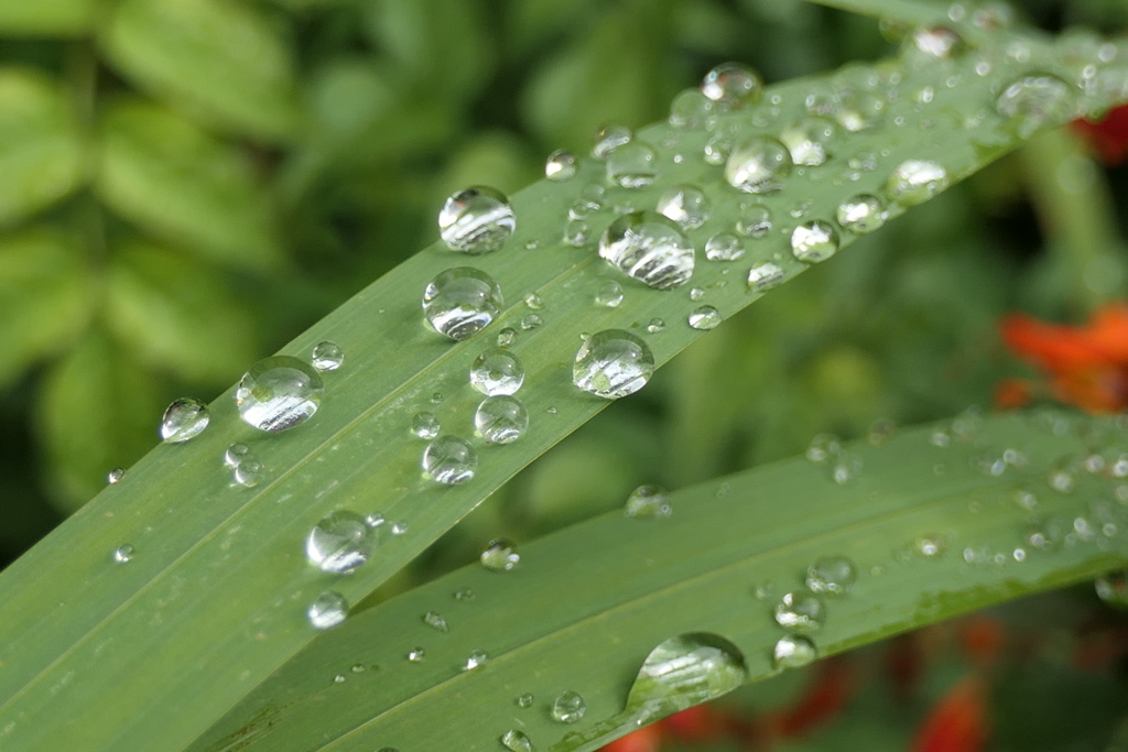P1046642　水玉