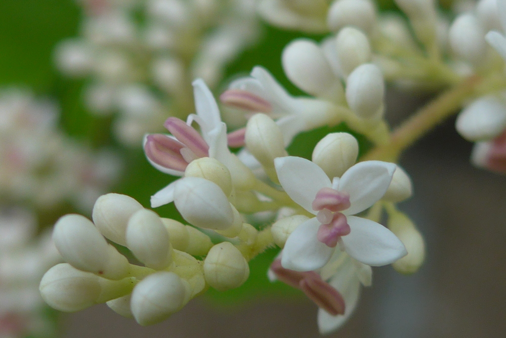 P1270155　垣根の花