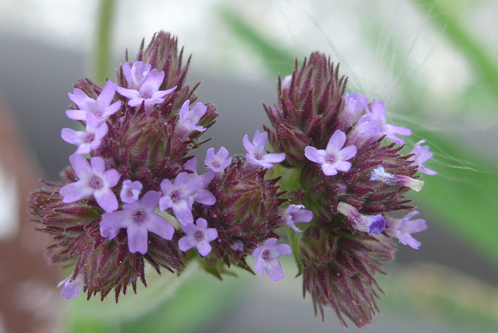 P1350892　ヤナギハナガサ