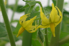 P1300050　トマトの花