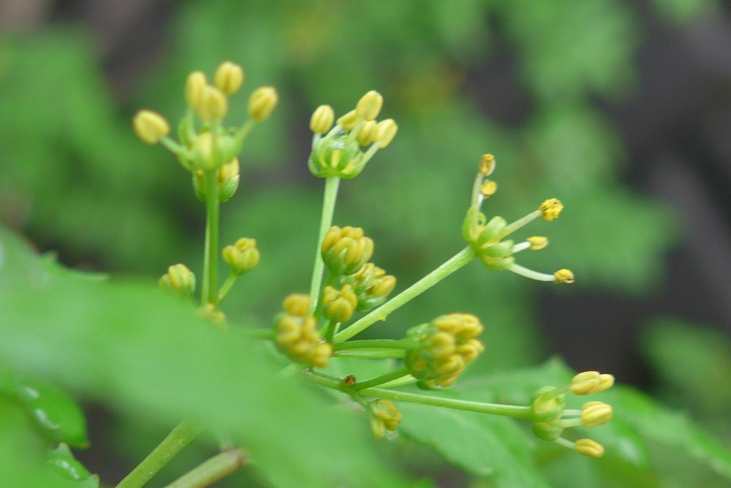 P1140619　サンショウの花