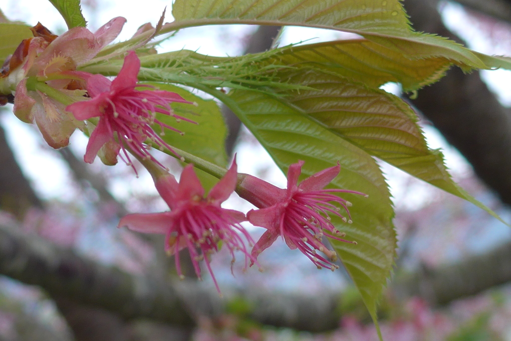 P1130946　花が散って