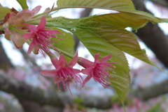 P1130946　花が散って