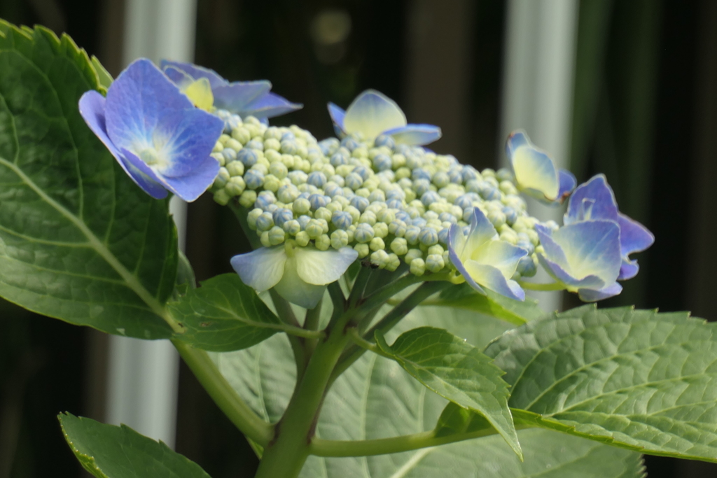 P1080267　紫陽花