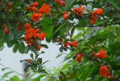 P1380673　ザクロの花