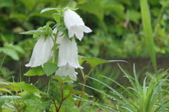 P1046234　梅雨の日に