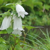 P1046234　梅雨の日に