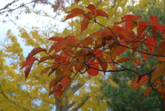 P1280943　いつもの公園で・紅葉