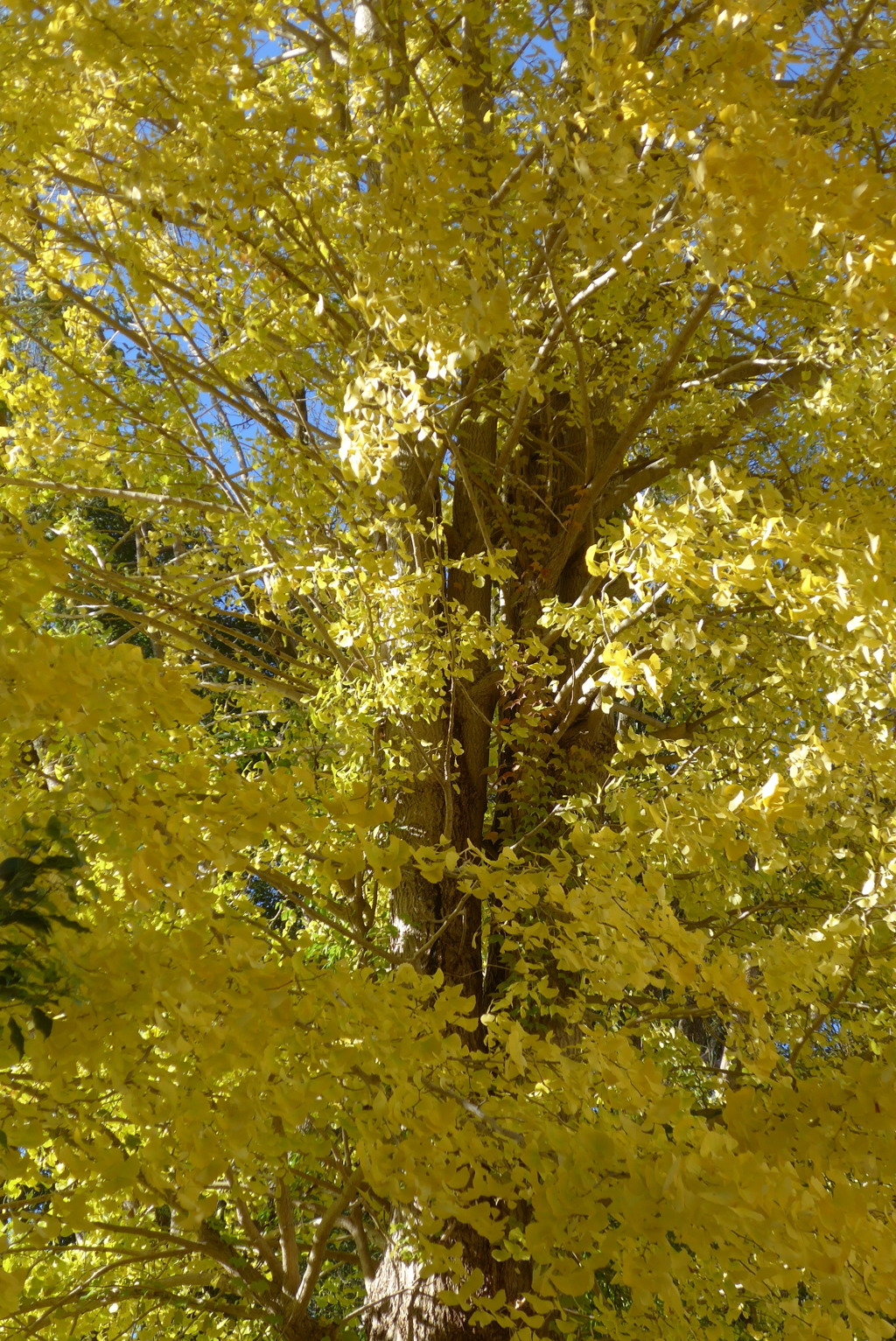 P1390292　イチョウの大樹