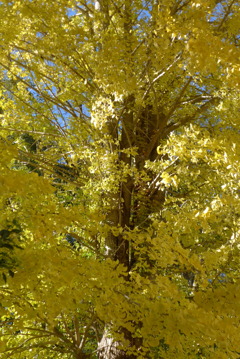 P1390292　イチョウの大樹