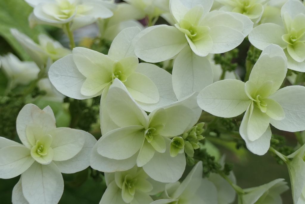 P1012024　柏葉紫陽花